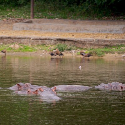 Nilpferde schwimmen in einem der Seen des Parks „Hacienda Napoles“. Die Nilpferde, die der Drogenbaron Pablo Escobar einst nach Kolumbien brachte, haben sich so vermehrt, dass das Land nach einer Lösung für die Tiere sucht.