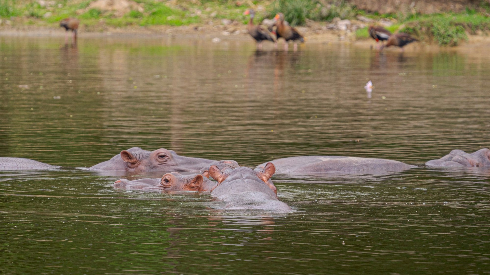 Nilpferde schwimmen in einem der Seen des Parks „Hacienda Napoles“. Die Nilpferde, die der Drogenbaron Pablo Escobar einst nach Kolumbien brachte, haben sich so vermehrt, dass das Land nach einer Lösung für die Tiere sucht.