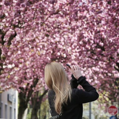 Eine Touristin fotografiert blühende Kirschblütenbäume in Bonn.