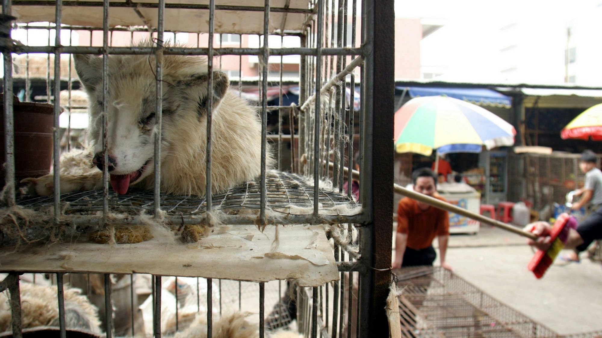 China, Guangzhou: Marderhunde liegen in engen Käfigen auf dem Xin Yuan Markt. Vorläufige Ergebnisse einer neuen genetischen Untersuchung stützen dem Berliner Virologen Drosten zufolge die Vermutung eines natürlichen Ursprungs von Sars-CoV-2. D