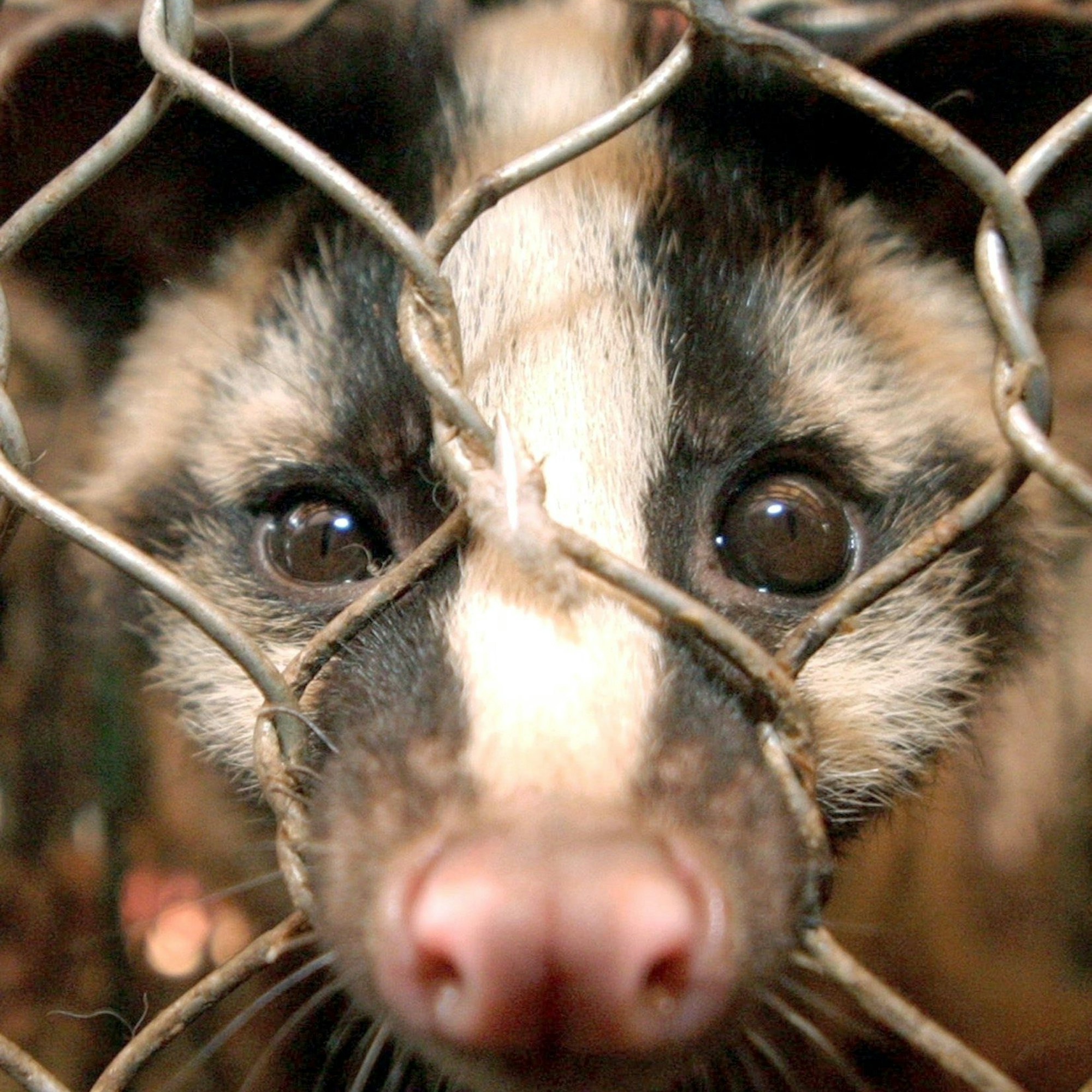 Ein Larvenroller auf dem Tiermarkt von Guangzhou, China aus dem Jahr 2004.