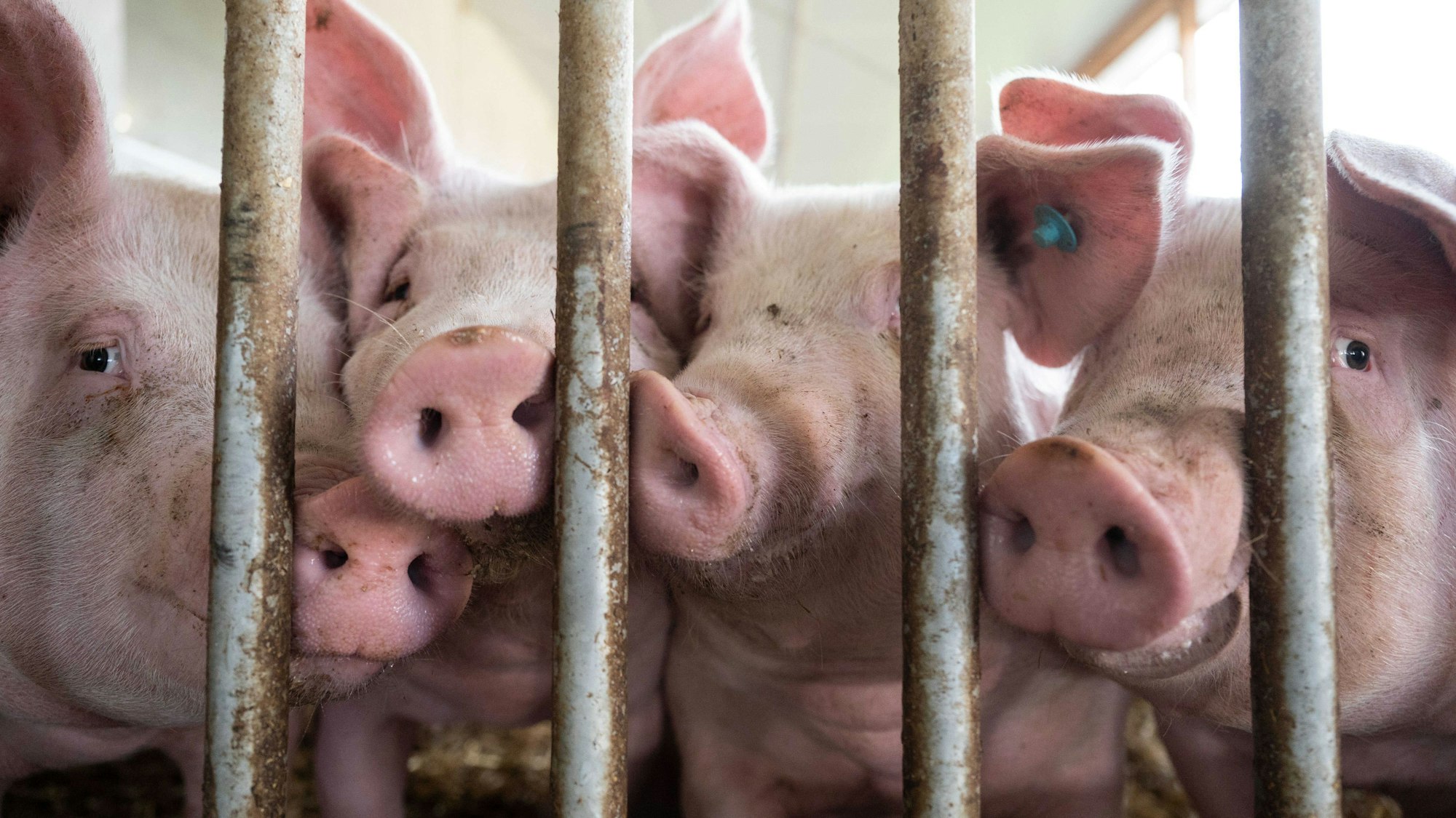 Schweine stehen in einem Schweinestall.
