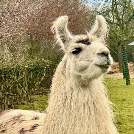 Ein Lama steht auf der Wiese.