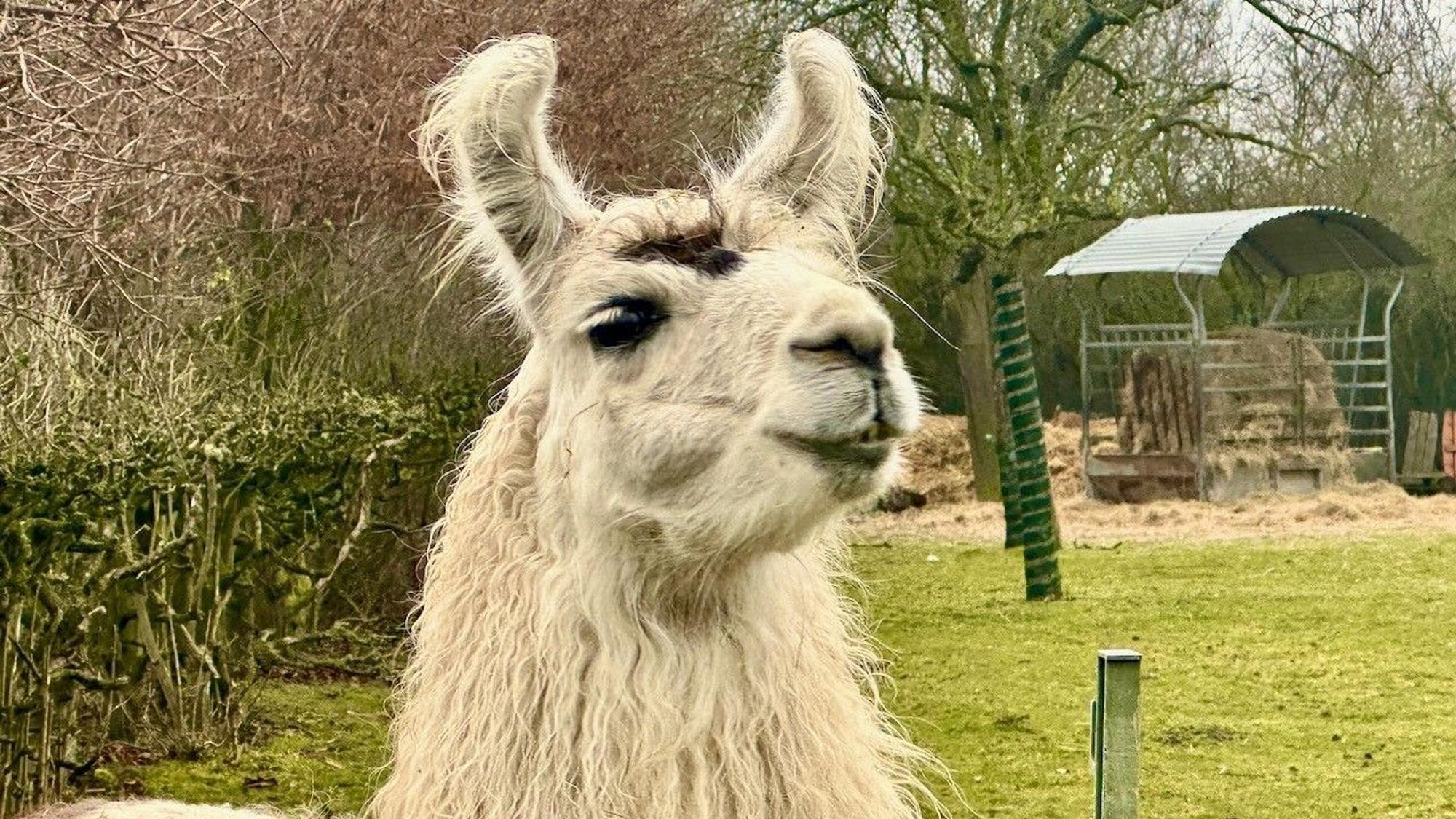 Ein Lama steht auf der Wiese.