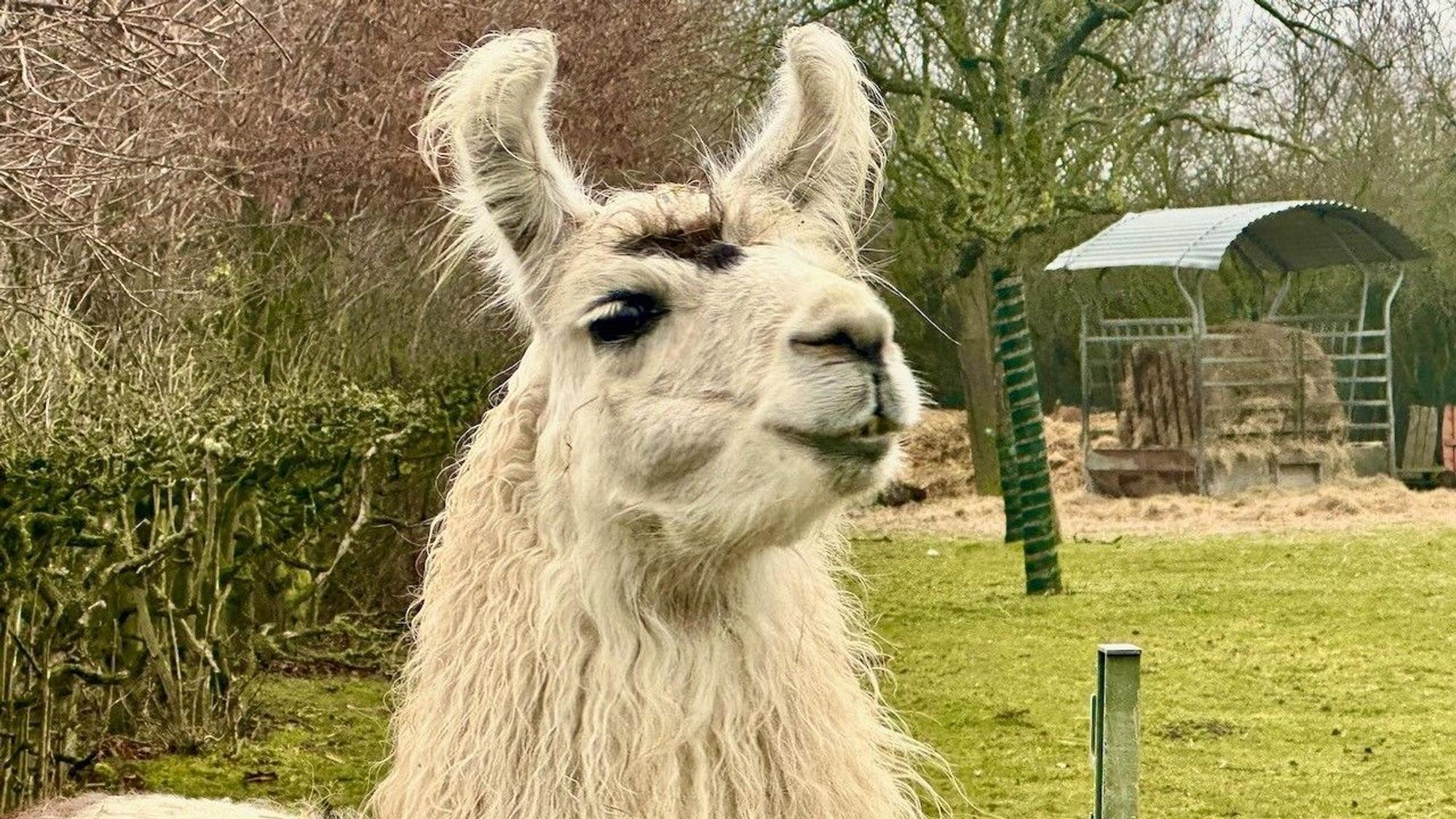 Ein Lama steht auf einer Weide.