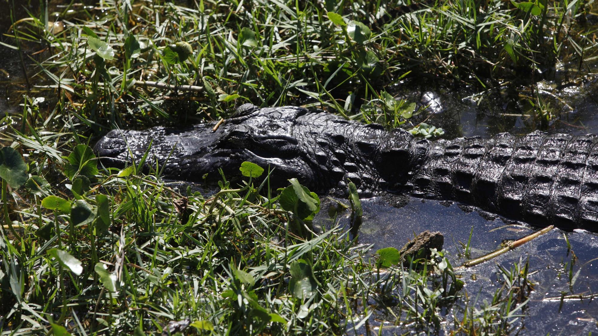 Ein Alligator schwimmt in St. Petersburg, Florida (USA) im seichten Wasser.