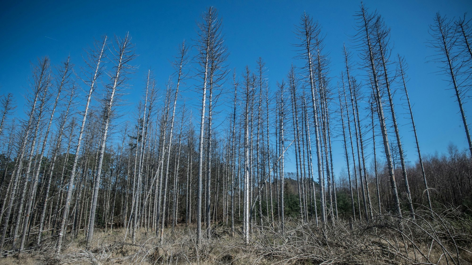 Vom Borkenkäfer befallene Fichten