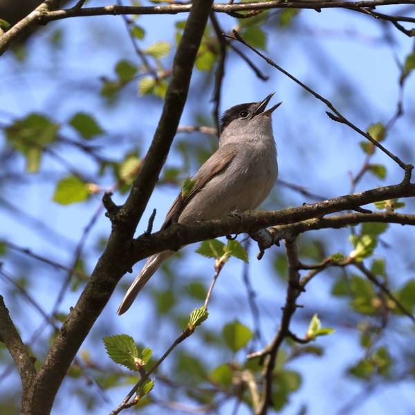 Zu sehen ist ein heimischer Singvogel im Baum.