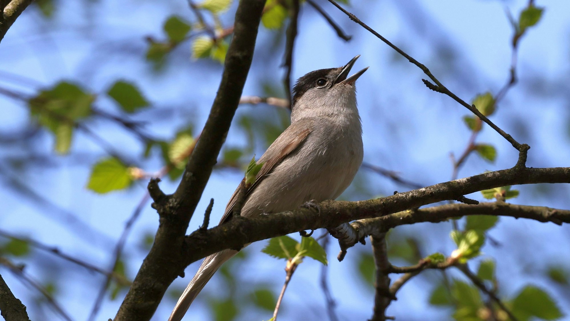 Zu sehen ist ein heimischer Singvogel im Baum.