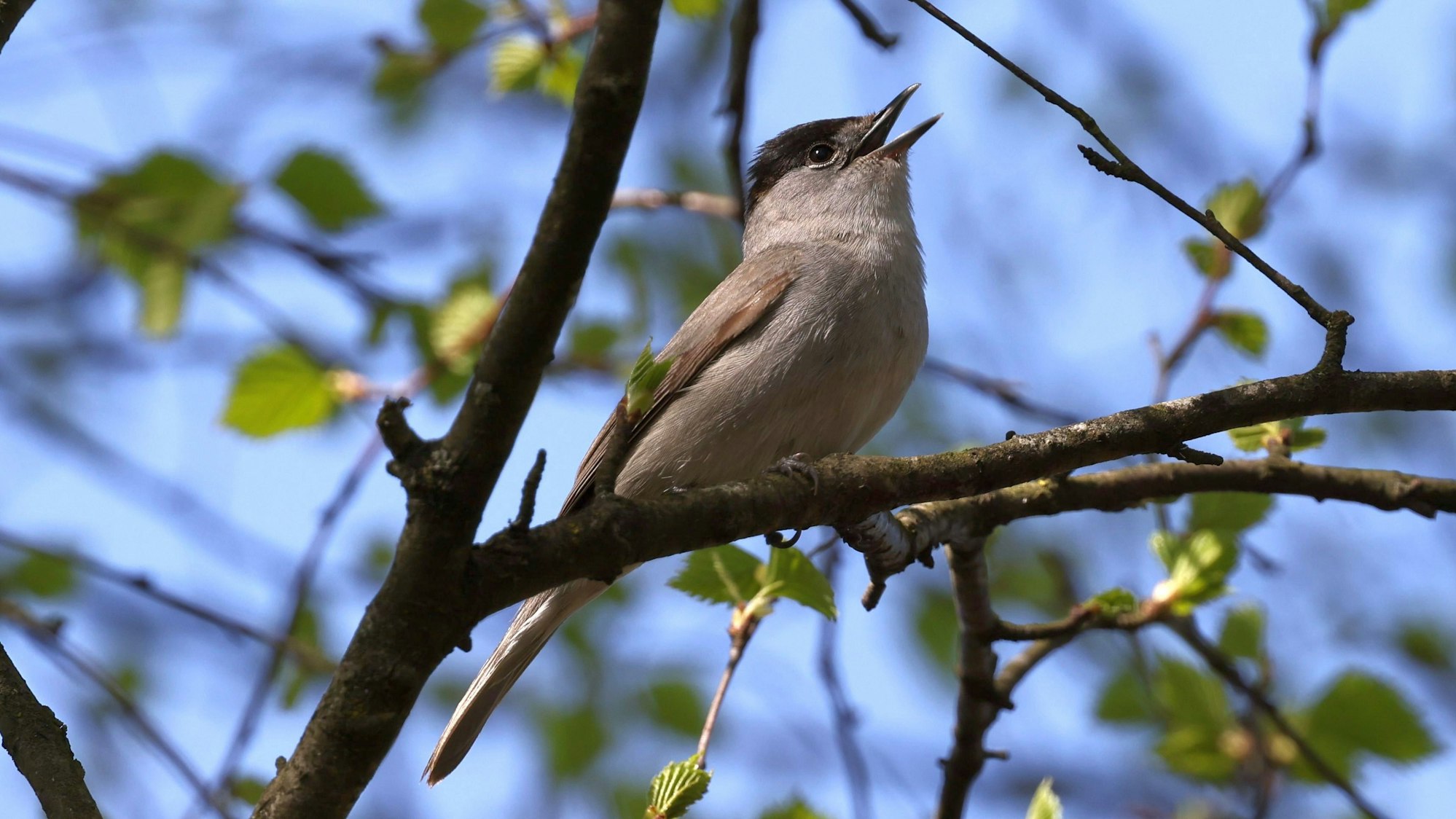 Die Mönchsgrasmücke singt in einem Baum.