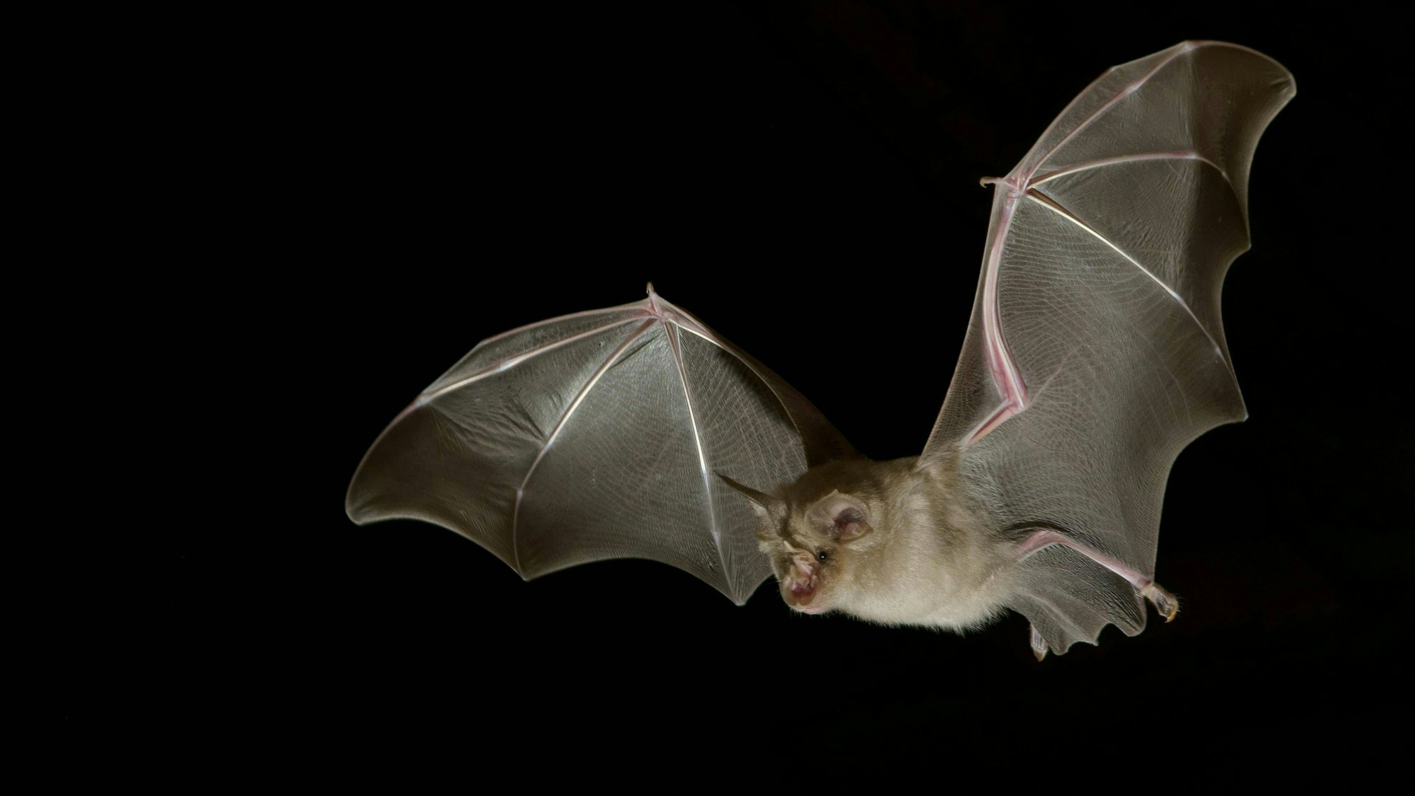 Große Hufeisennase (Rhinolophus ferrumequinum) im Flug bei Nacht