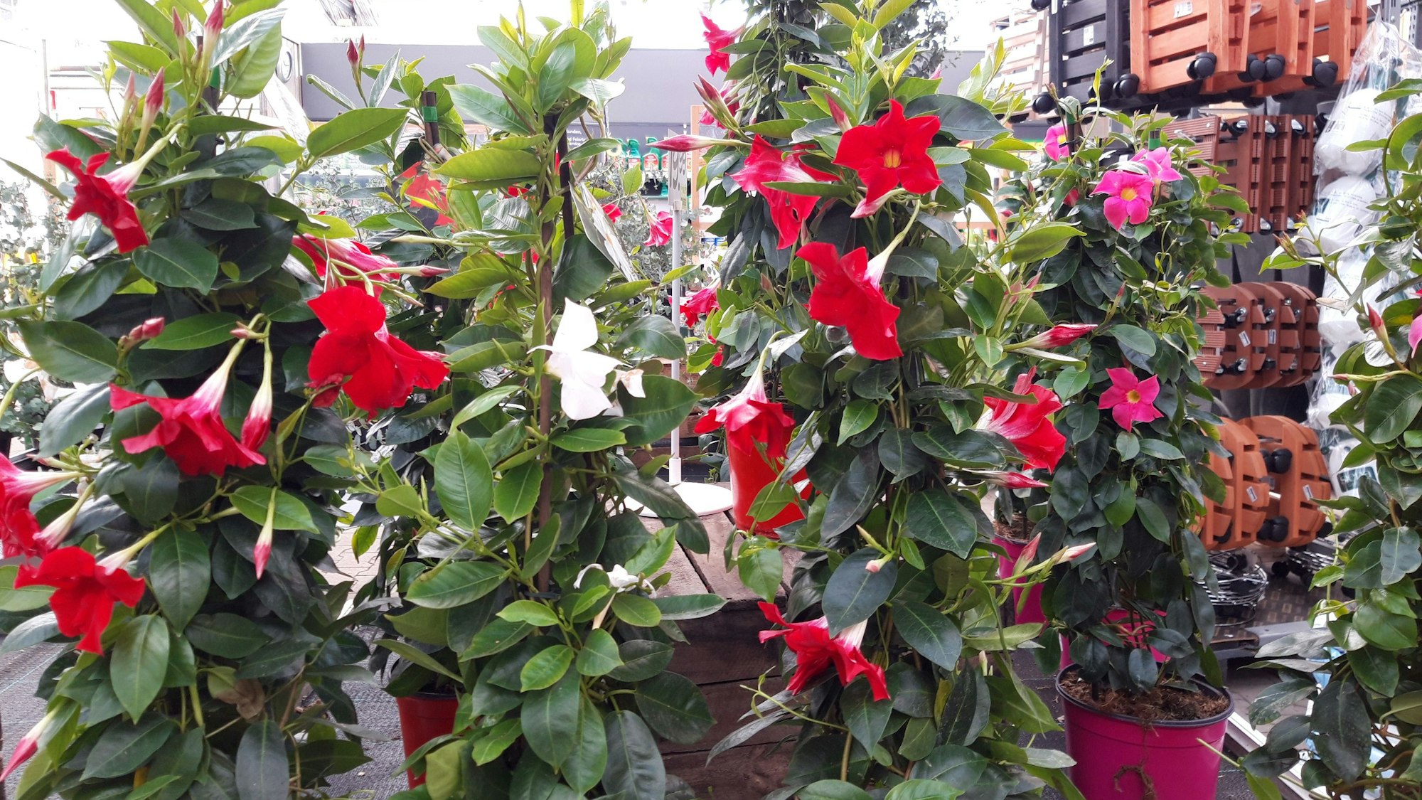 Dipladenia Pflanzen in Töpfen innerhalb eines Gewächshauses