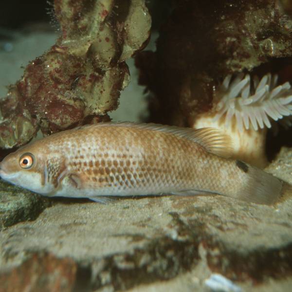 Ein Fisch aus der Familie der Scheibenbäuche am Meeresgrund. Das Tier, das in mehreren 1000 Metern Tiefe lebt, versteckt sich zwischen Korallen. (Symbolbild)