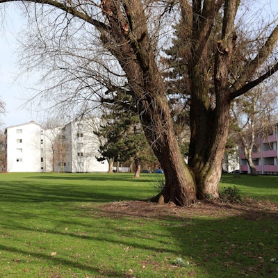 Ein Mann steht mitten auf einer Grünfläche, dort, wo die „Dewog“ vier neue Wohnhäuser bauen möchte.