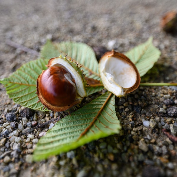 Der Rechtsstreit in Köln dreht sich unter anderem um herabfallende Kastanien.