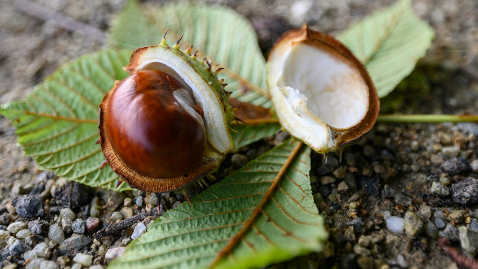 Der Rechtsstreit in Köln dreht sich unter anderem um herabfallende Kastanien.