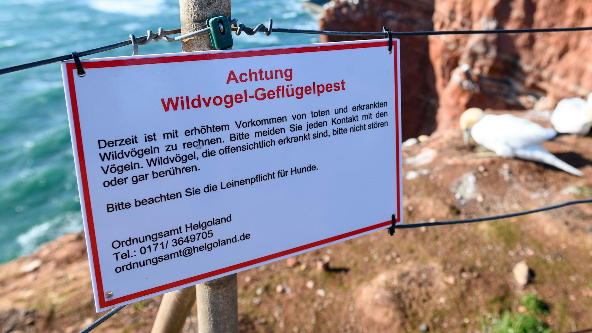 An zahlreichen Brutplätzen an der Nordsee wird vor der Vogelgrippe gewarnt. 2022 waren Tausende Vögel an dem Erreger gestorben.