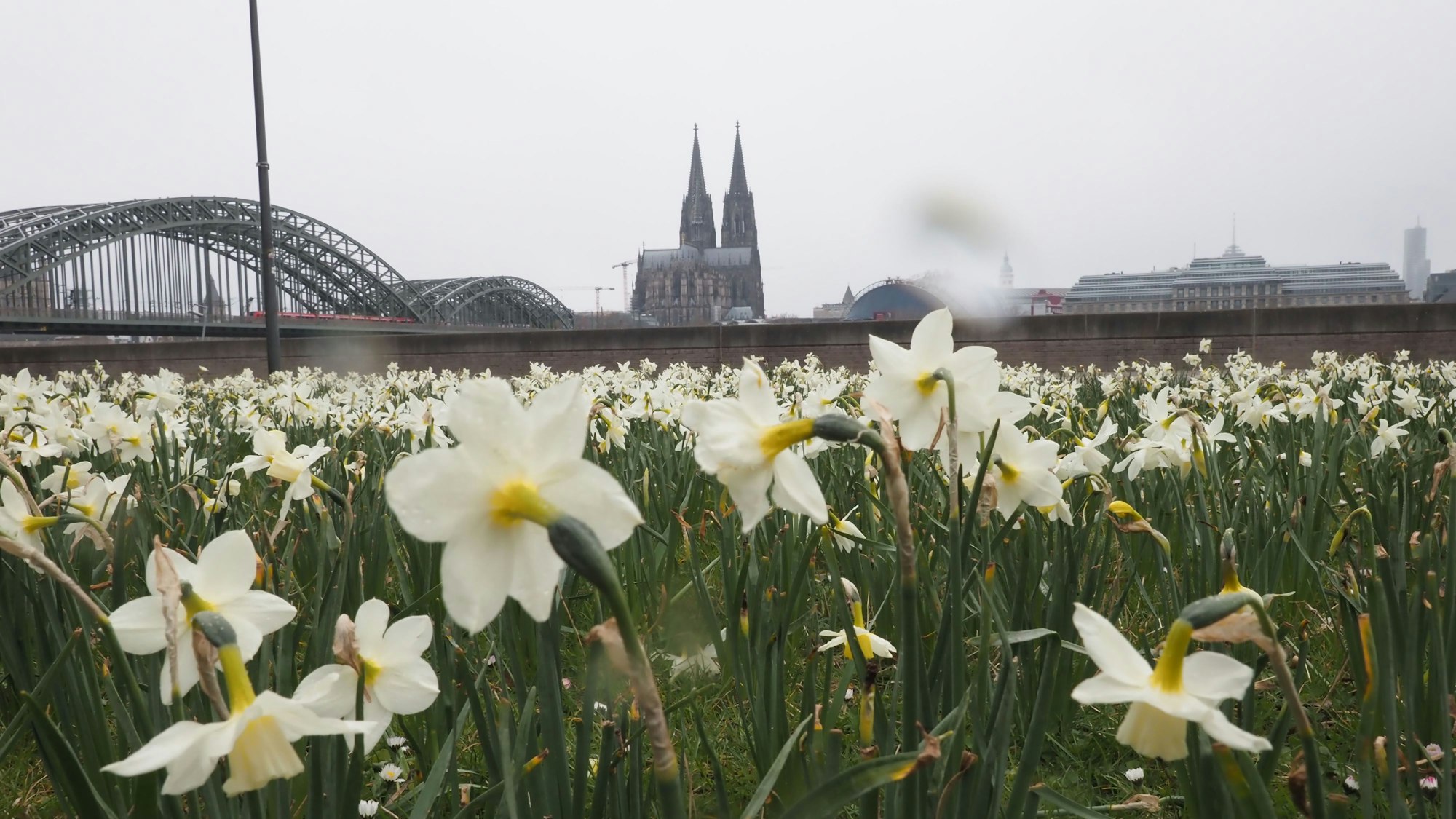 Osterglocken am Kennedy-Ufer in Köln (Archivbild von 2022)
