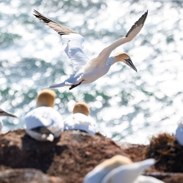 Ein Basstölpel startet seinen Flug an einem Felsen in Helgoland über der Nordsee. Naturschützer blicken wegen der Vogelgrippe mit Sorge auf die bevorstehende Brutsaison im Wattenmeer.
