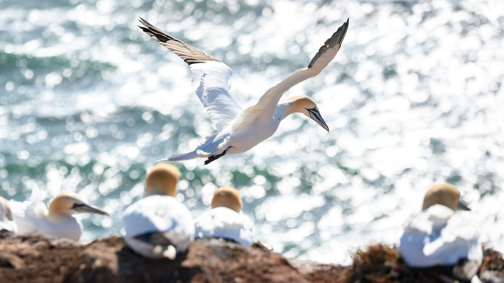 Ein Basstölpel startet seinen Flug an einem Felsen in Helgoland über der Nordsee. Naturschützer blicken wegen der Vogelgrippe mit Sorge auf die bevorstehende Brutsaison im Wattenmeer.