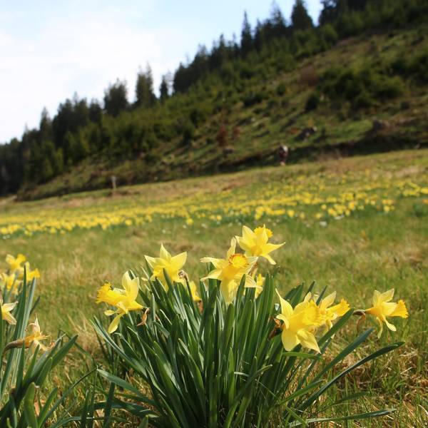 Die Wiese in dem Tal ist von der gelben Wildblume durchzogen.