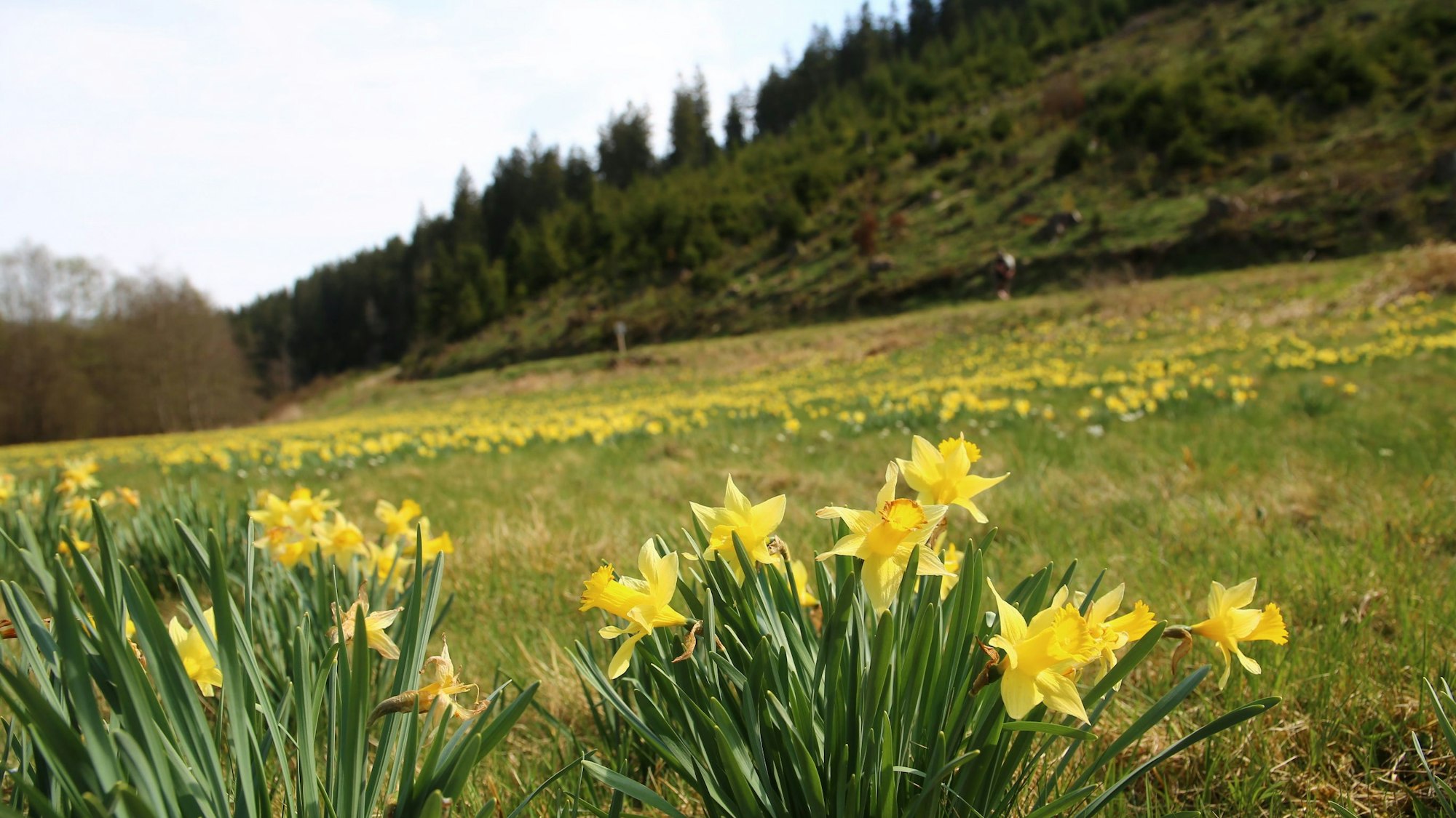 Wilde Narzissen im Oleftal