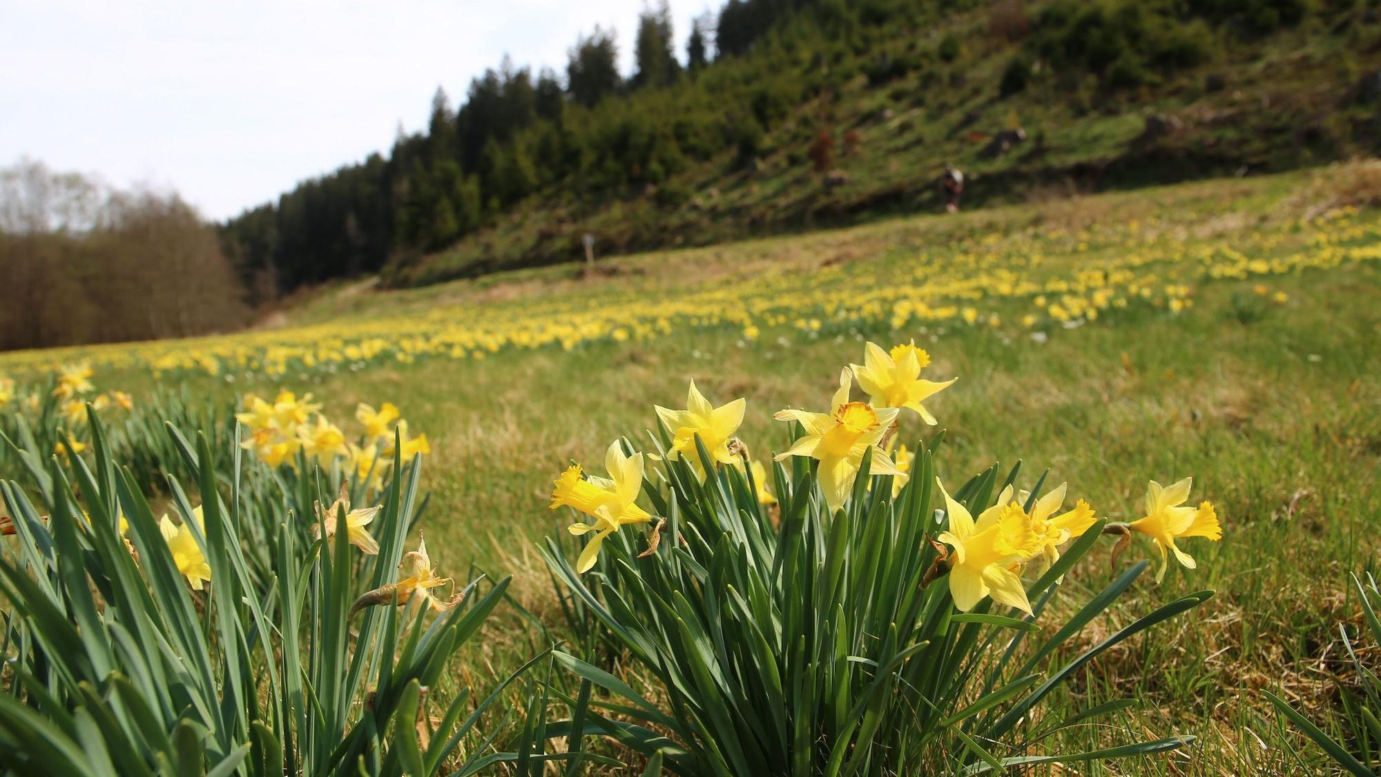 Die Wiese in dem Tal ist von der gelben Wildblume durchzogen.