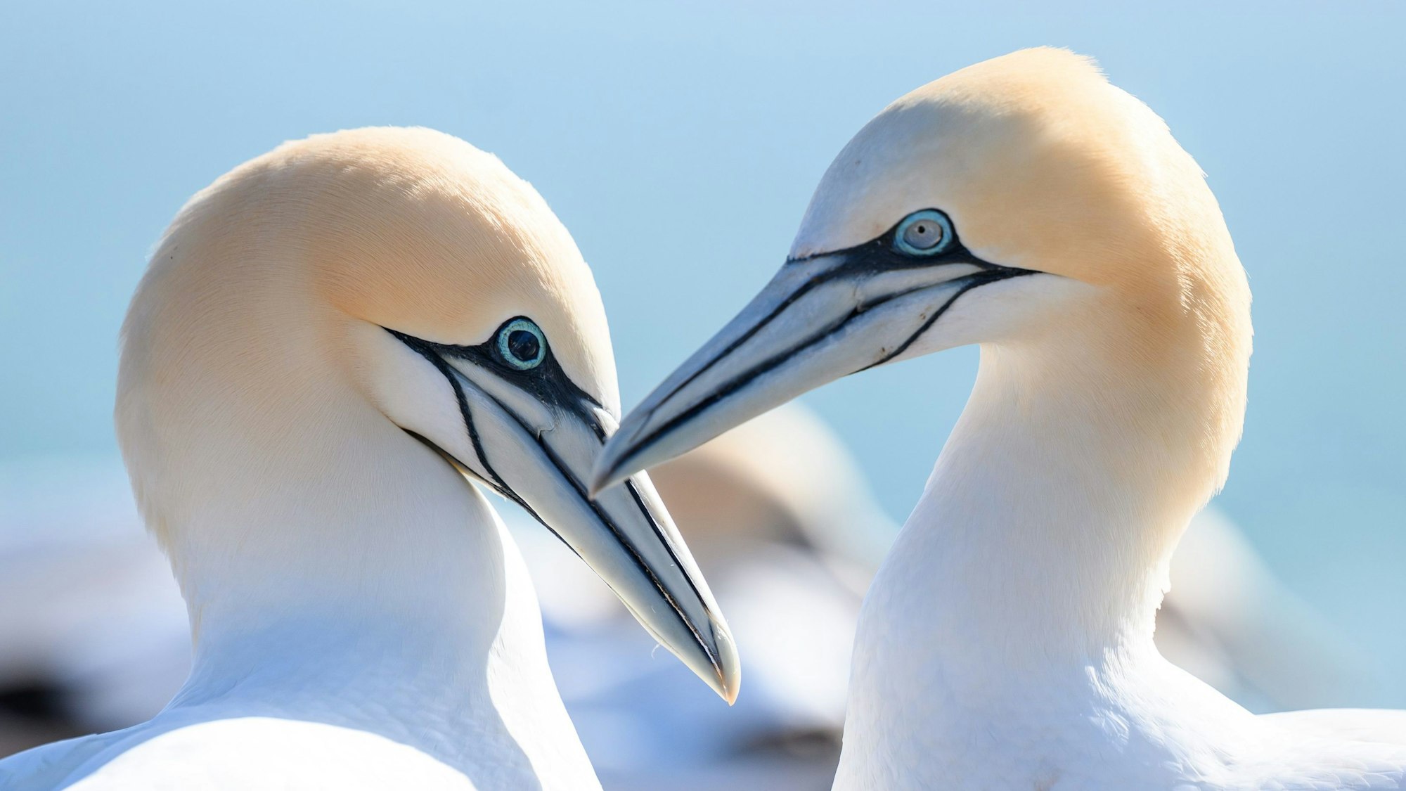 Zwei Basstölpel mit blauen Augen. Die Augenfarbe ändert sich bei einigen Tieren nach der Infektion mit der Vogelgrippe zu schwarz. Die Auswirkungen auf die Tiere sind noch unklar.