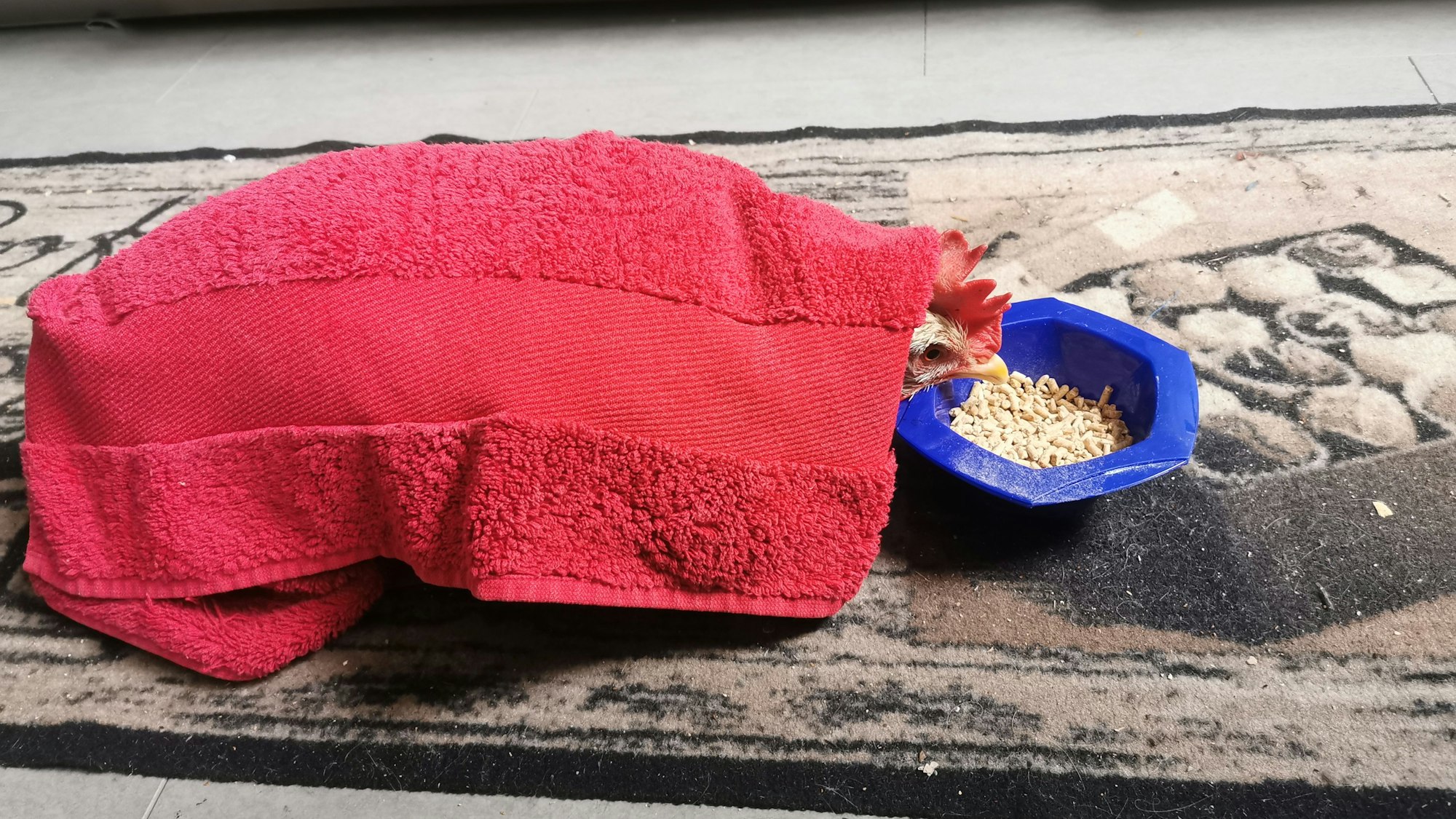 Ein Huhn ist mit einem roten Handtuch bedeckt und frisst.