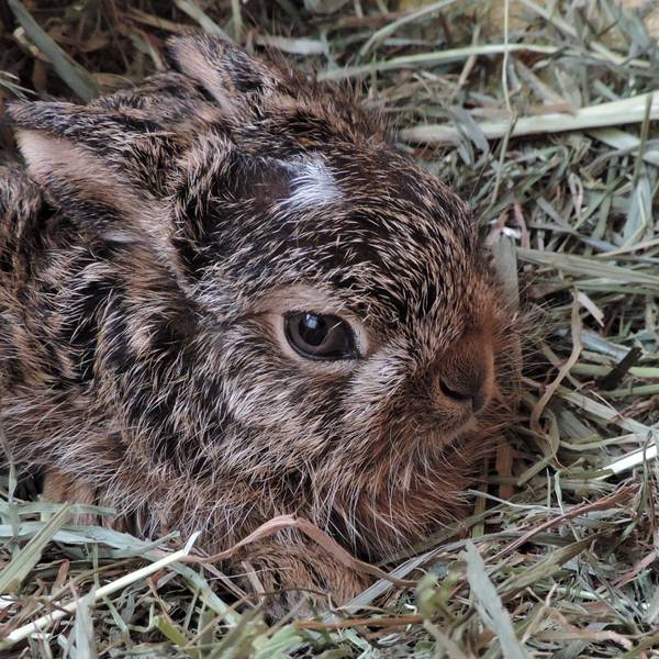 Austria, Haringsee | 2021 02 25 | Young Hares at EGS in Haringsee, Austria.