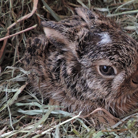 Austria, Haringsee | 2021 02 25 | Young Hares at EGS in Haringsee, Austria.