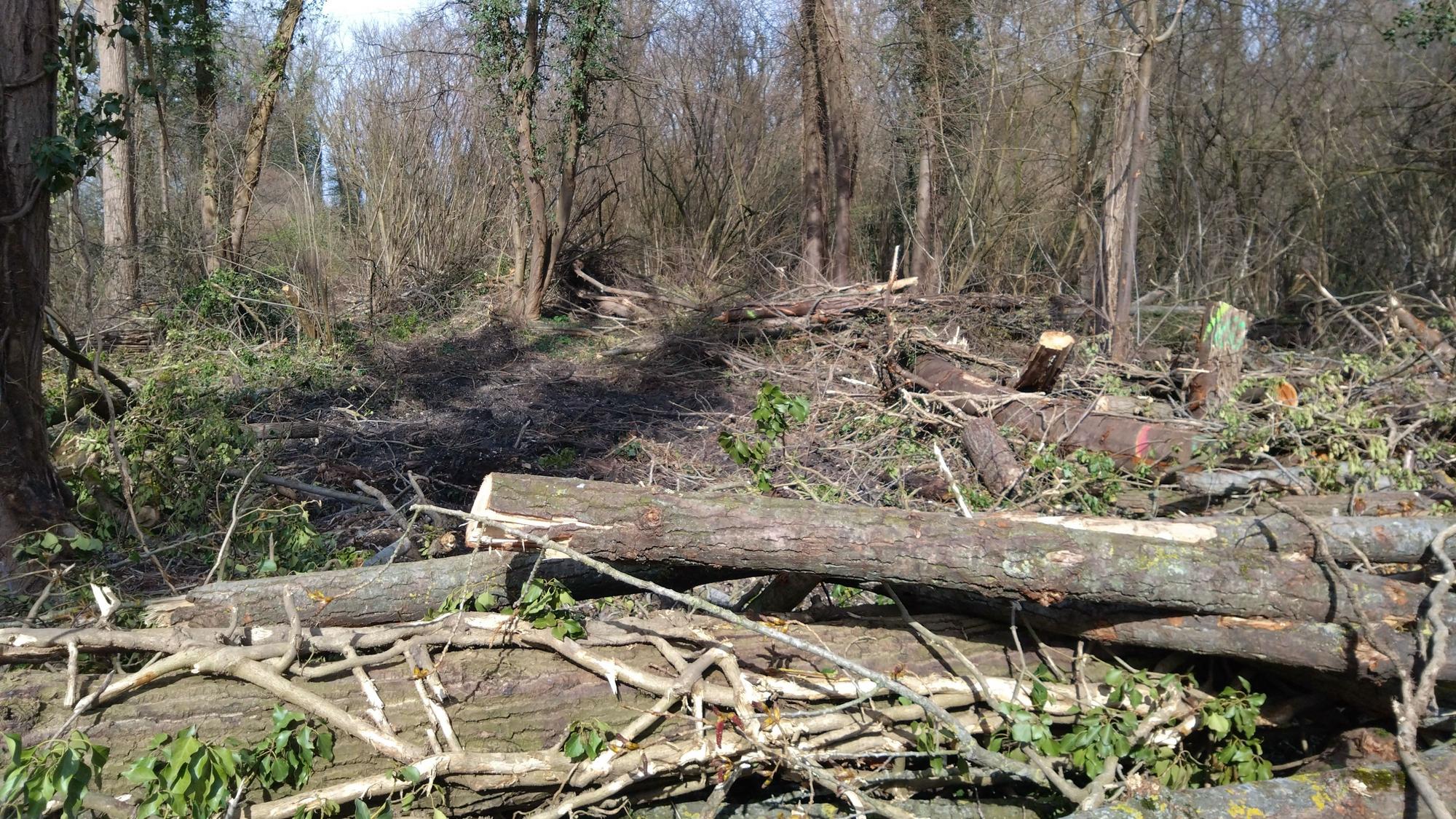 Etwa 500 Meter lang ist die Schneise, die der Treekiller in den Horremer Stadtwald geschlagen hat.