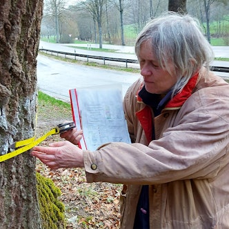 Eine Frau misst mit einem Maßband den Umfang eines Baumstammes.