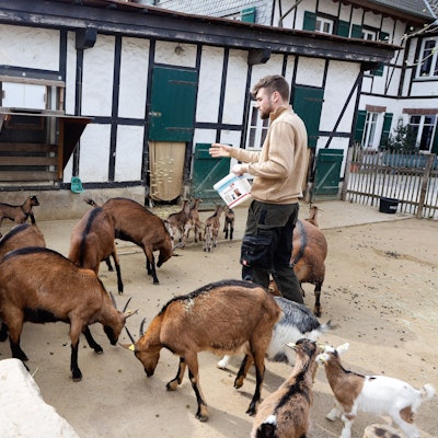 Mehrere Ziegen und Zicklein werden in ihrem Gehege gefüttert.