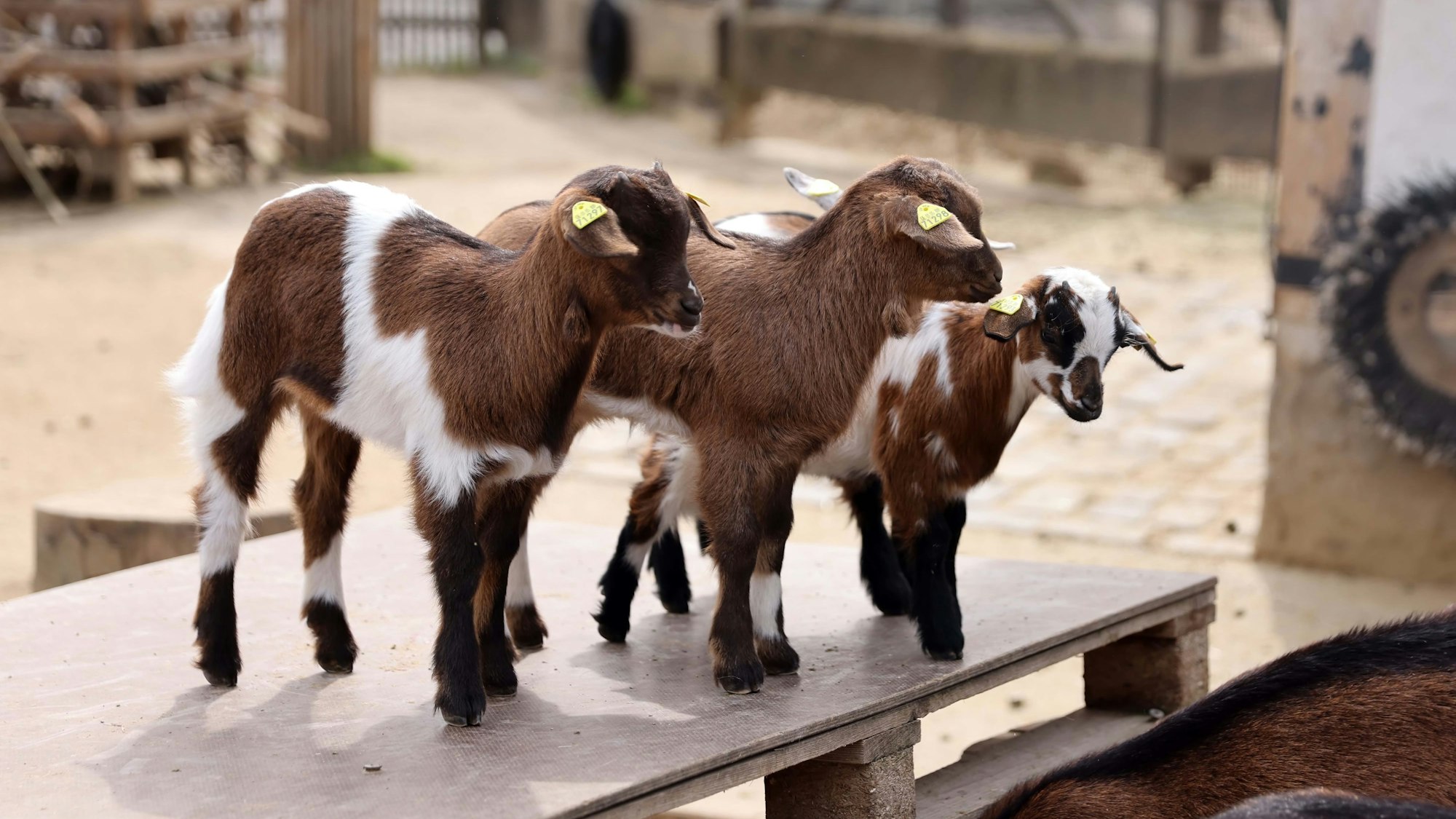 Drei Zicklein stehen in ihrem Gehege im Kölner Zoo.