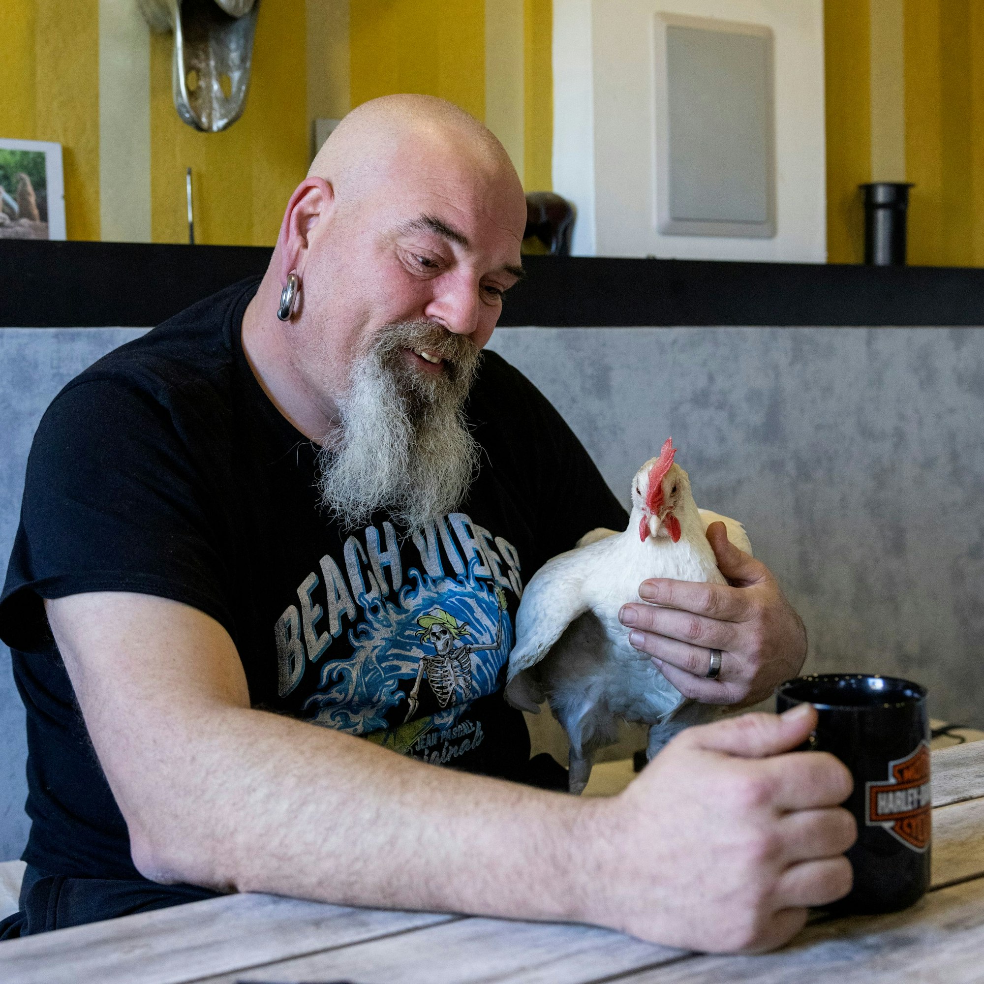 03.04.2023, Aachen: Zu Besuch bei Tanja Basdorf und Oliver Reiß, die im Garten ihres Reihenhauses drei Hausschweine und zahlreiche Hühner halten.
Foto: Michael Bause