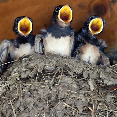 Junge Schwalben mit weit aufgerissenen Schnäbeln im Nest