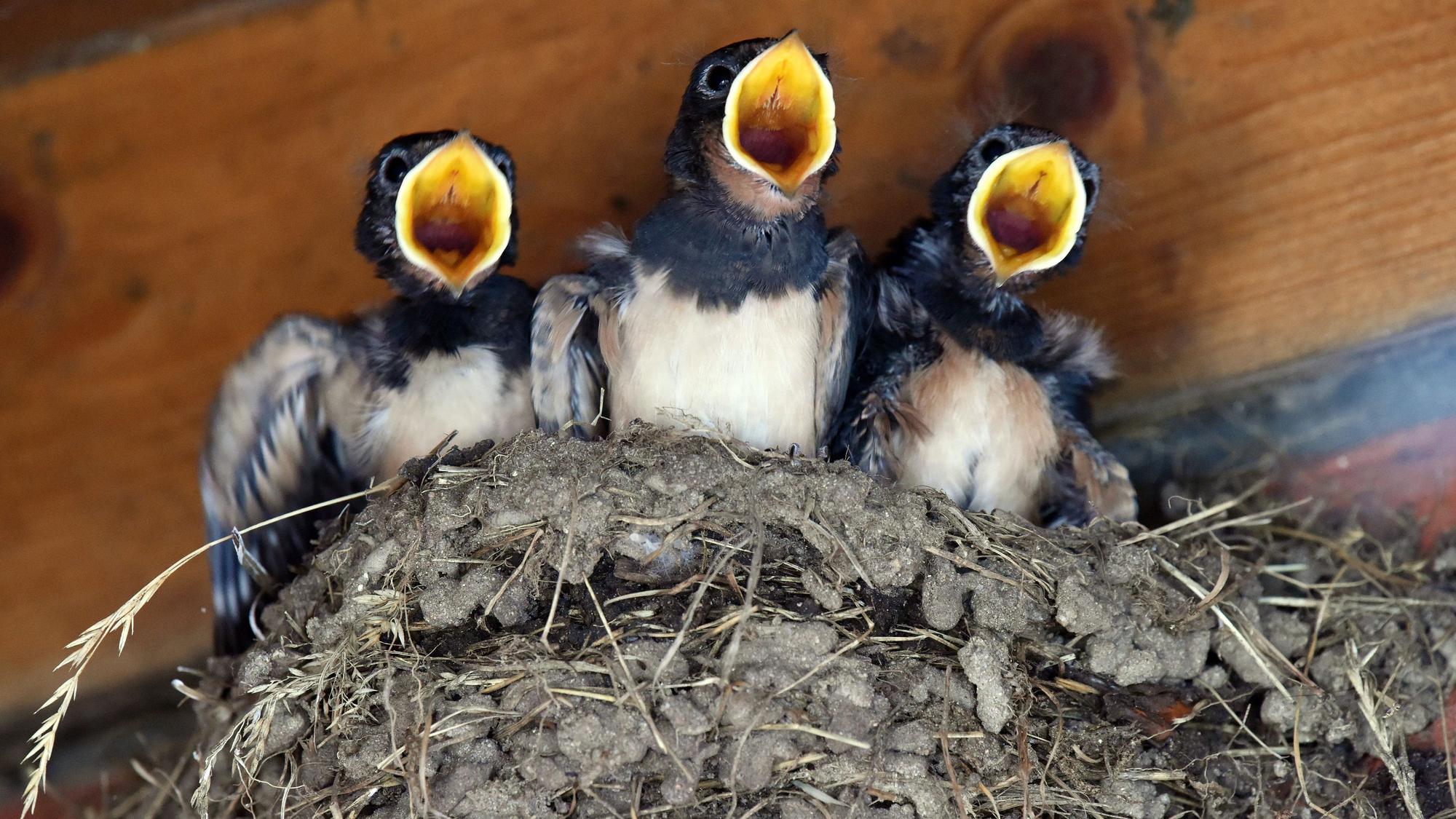 Junge Schwalben mit weit aufgerissenen Schnäbeln im Nest