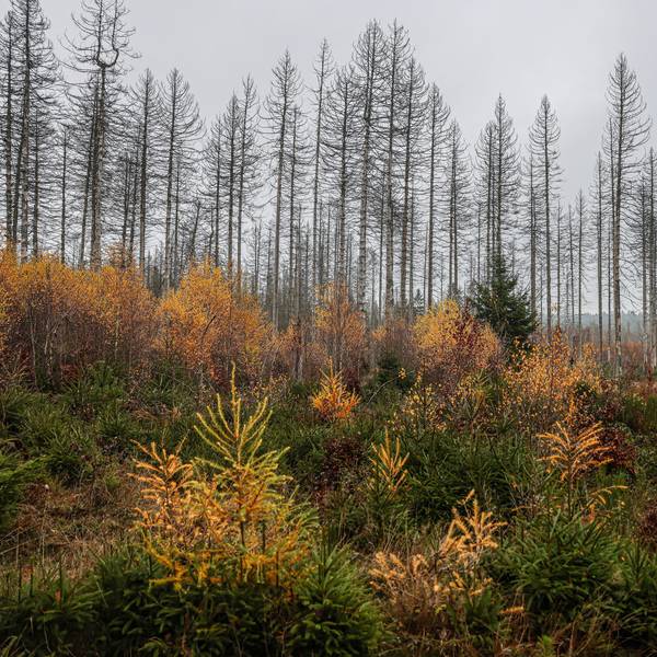 Abgestorbene Fichten stehen im Nationalpark Eifel hinter jungen Bäumen.