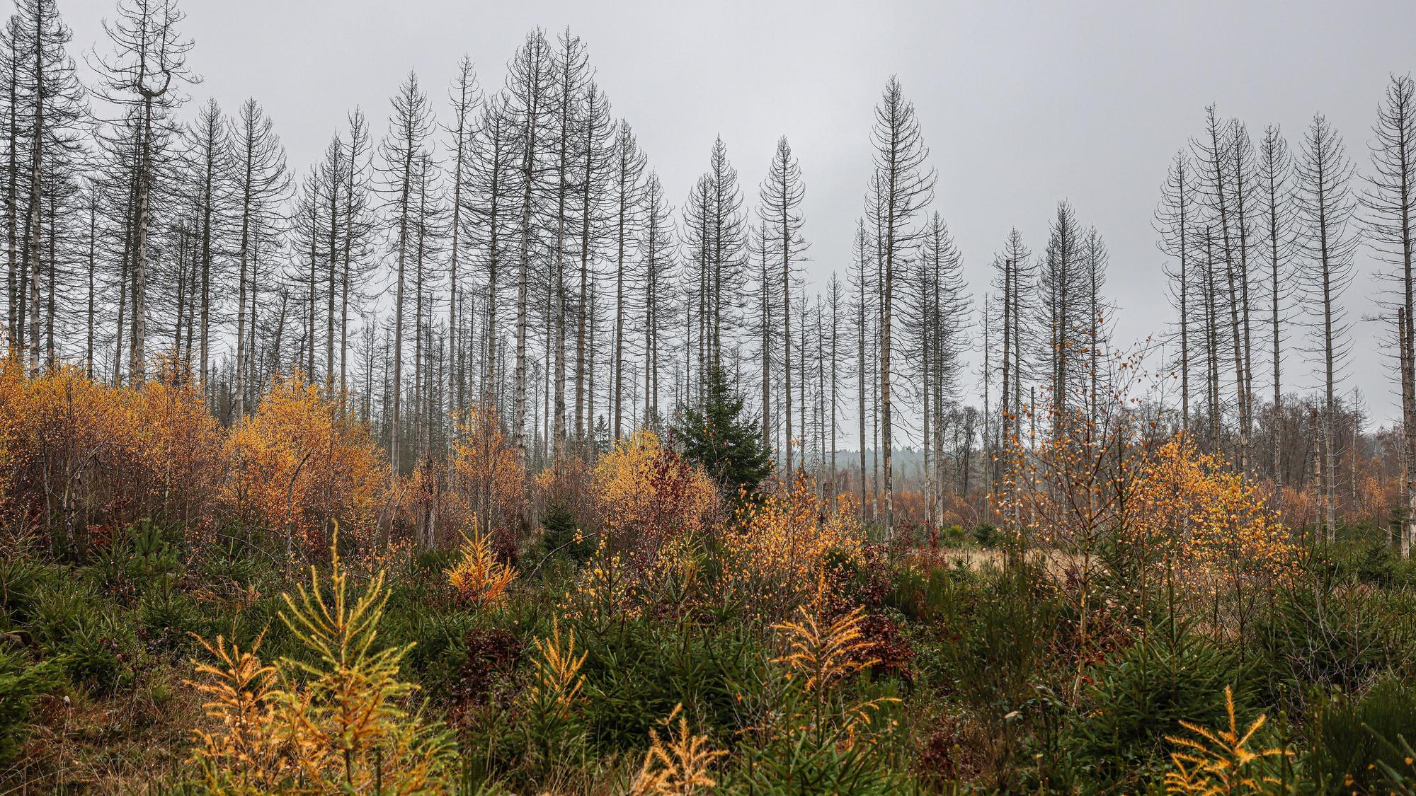 Abgestorbene Fichten stehen im Nationalpark Eifel hinter jungen Bäumen.