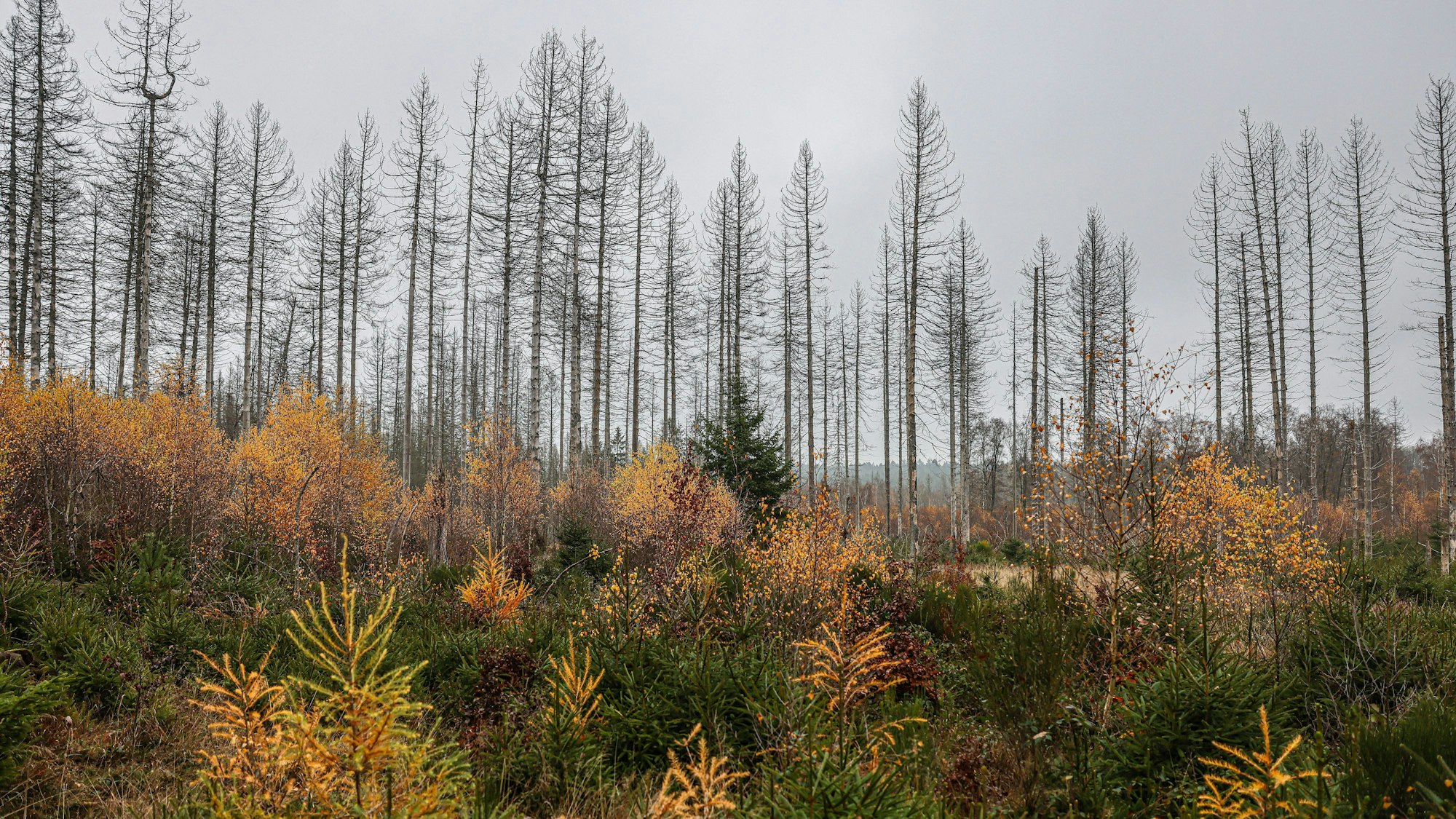 Abgestorbene Fichten stehen im Nationalpark Eifel hinter jungen Bäumen.