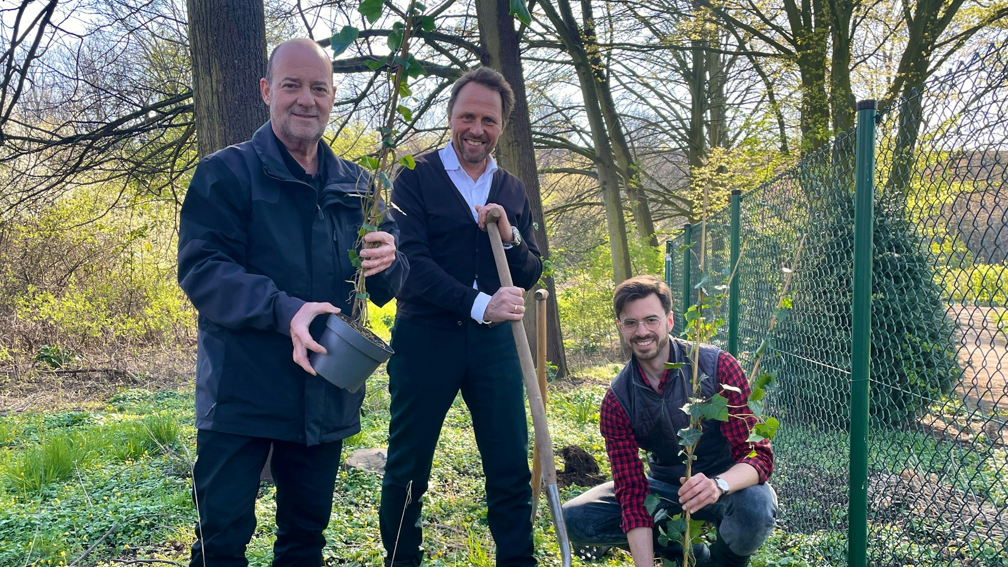 Pfarrer Peter Beyer (v.l.n.r), OB Uwe Richrath und Lars Dietrich von NaturGut Ophoven bei der Zaun-Bepfanzung mit Efeu.