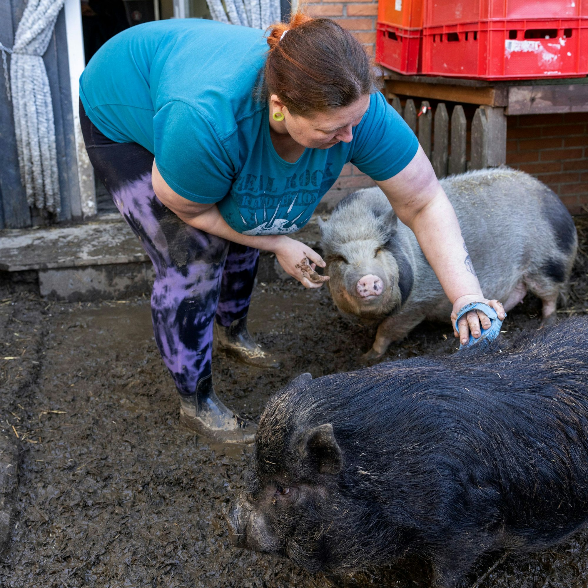 03.04.2023, Aachen: Zu Besuch bei Tanja Basdorf und Oliver Reiß, die im Garten ihres Reihenhauses drei Hausschweine und zahlreiche Hühner halten.
Foto: Michael Bause