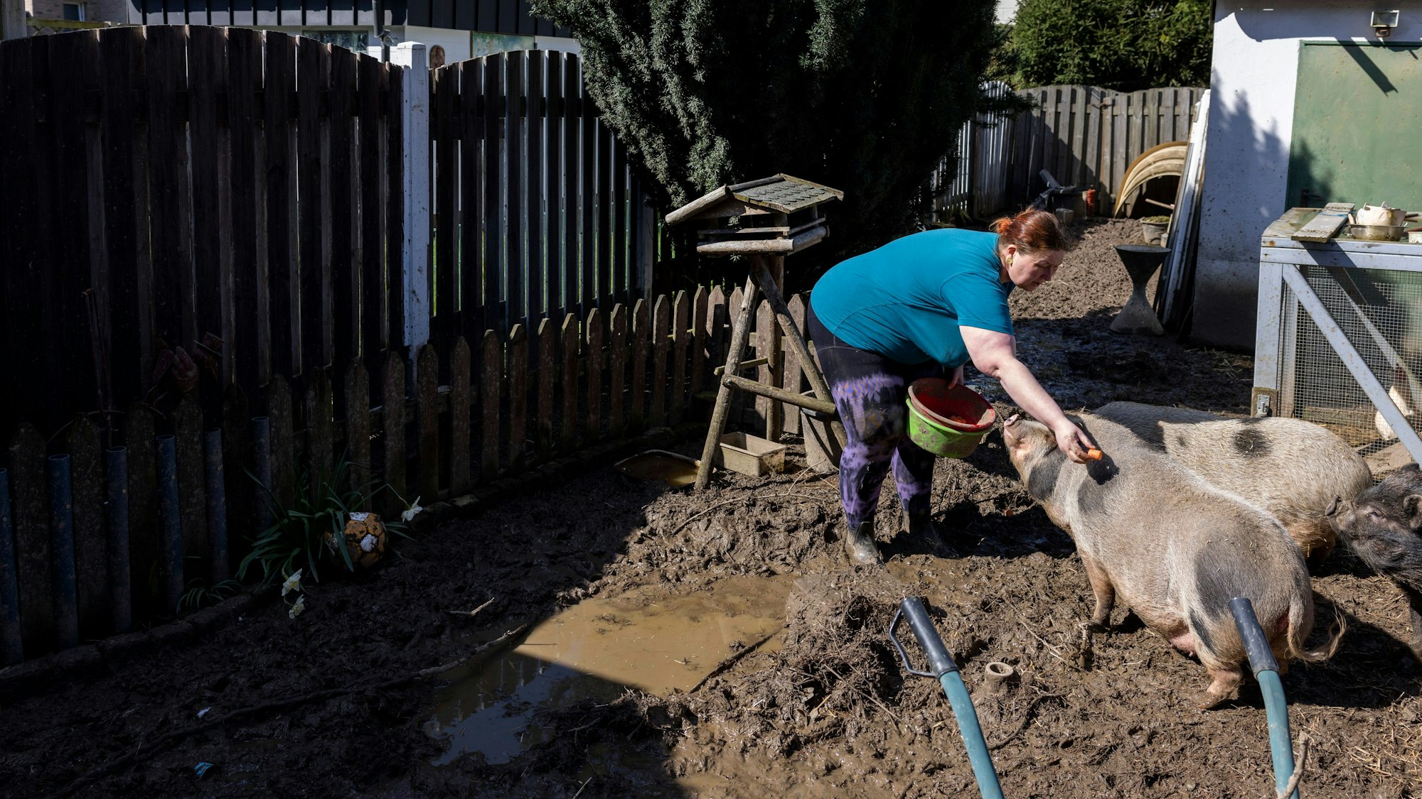 03.04.2023, Aachen: Zu Besuch bei Tanja Basdorf und Oliver Reiß, die im Garten ihres Reihenhauses drei Hausschweine und zahlreiche Hühner halten.
Foto: Michael Bause