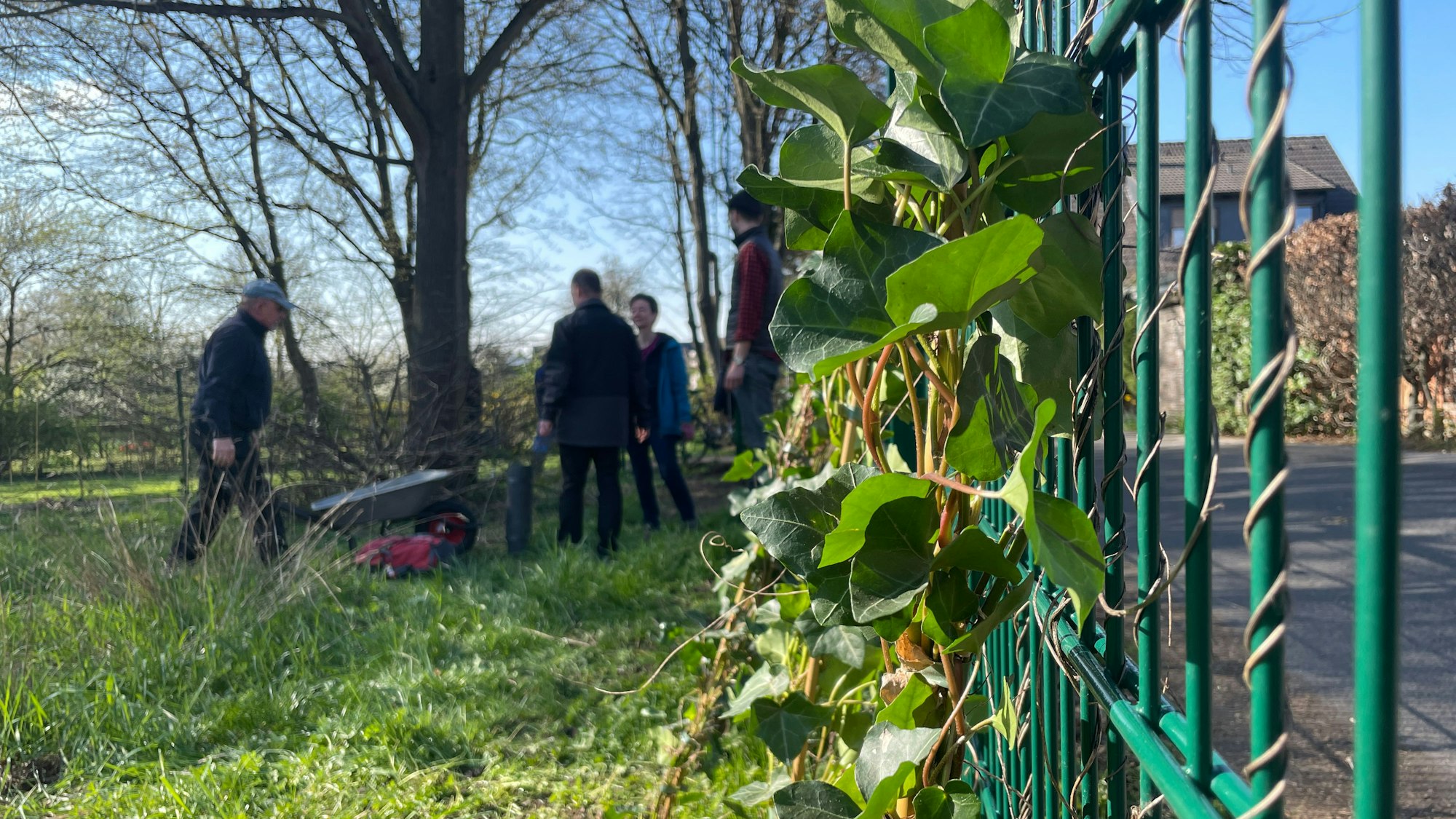 Gemeinsam mit Naturgut Ophoven und NABU Leverkusen hat die Kirche St. Aldegundis Zäune mit Efeu bepflanzt.