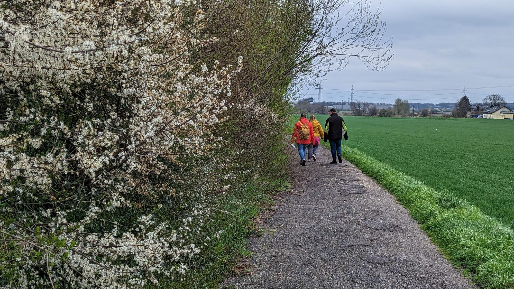 Blick auf den Feldweg. Recht das Feld und links blühen schon weiße Blüten.