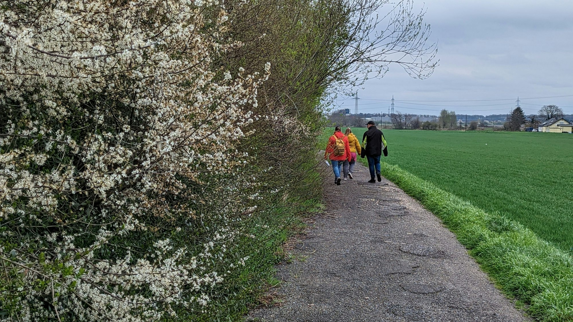 Blick auf den Feldweg. Recht das Feld und links blühen schon weiße Blüten.