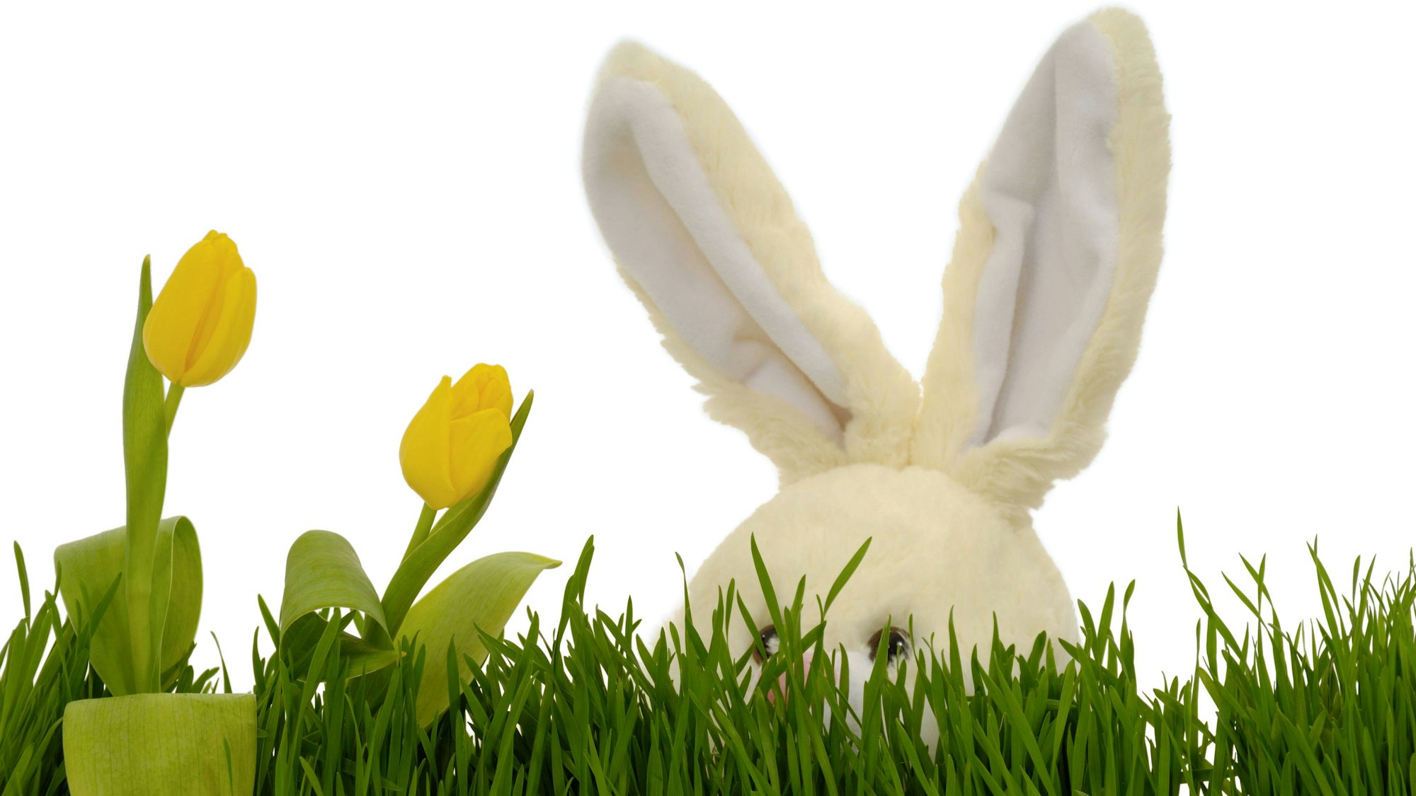 Ein Osterhase versteckt sich hinter Blumen und Gras.
