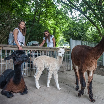 Wildpark, Alpakas
