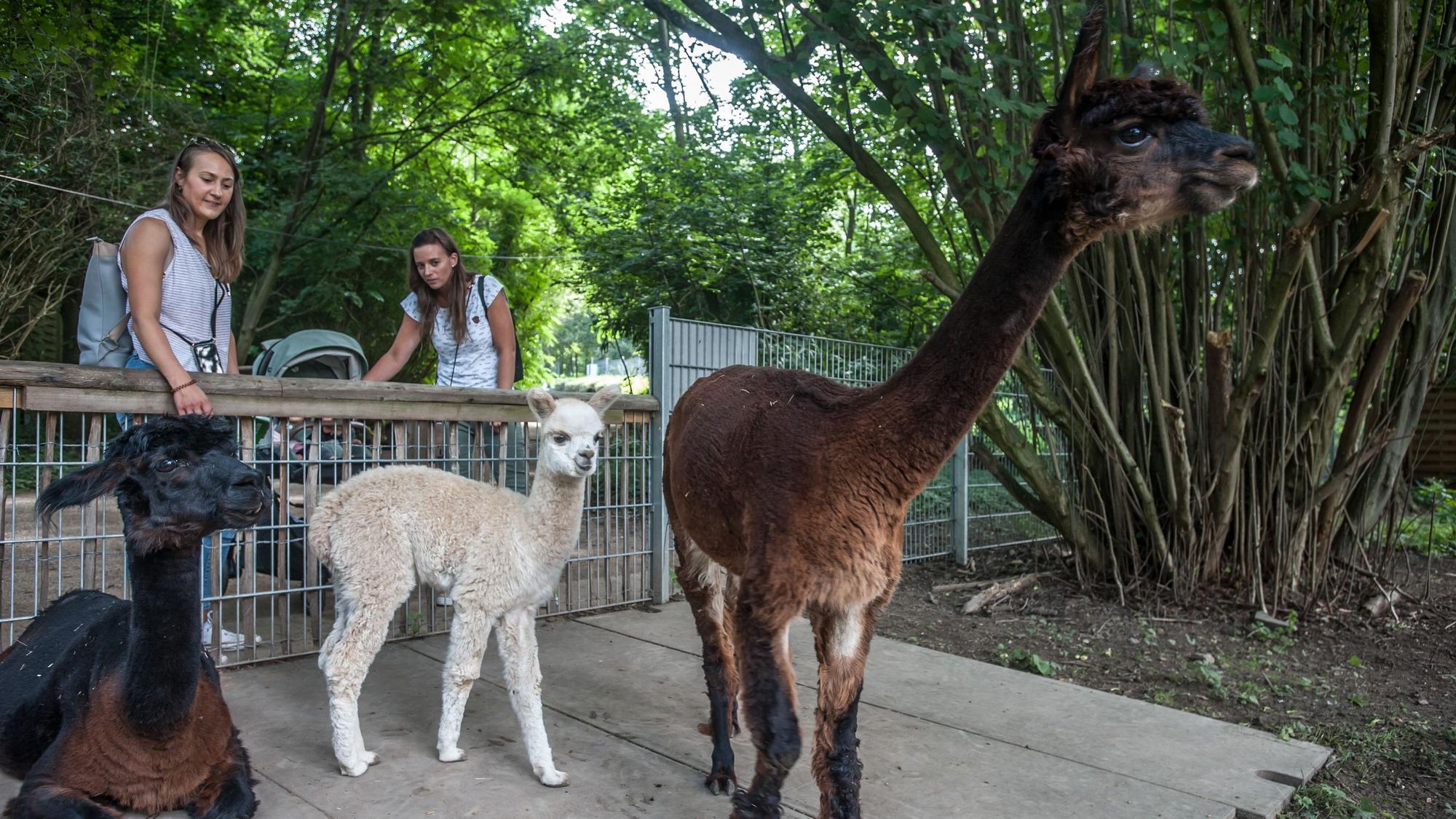 Wildpark, Alpakas